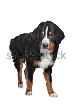 Berner sennenhond witte achtergrond berg dier studio Stockfoto © eriklam