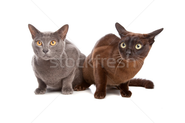 two Burmese cats Stock photo © eriklam