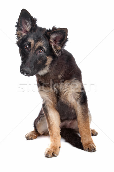 German Shepherd puppy Stock photo © eriklam