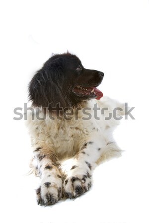 Stabyhoun or Frisian Pointer Stock photo © eriklam