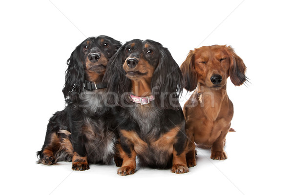 dachshund dogs Stock photo © eriklam