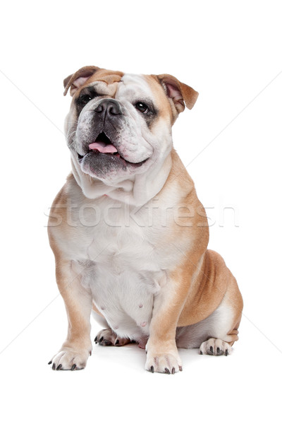 English bulldog Stock photo © eriklam