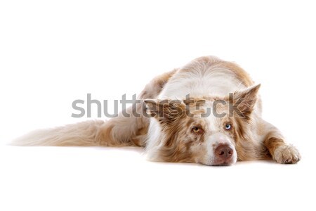 邊境牧羊犬 孤立 白 狗 邊境 商業照片 © eriklam