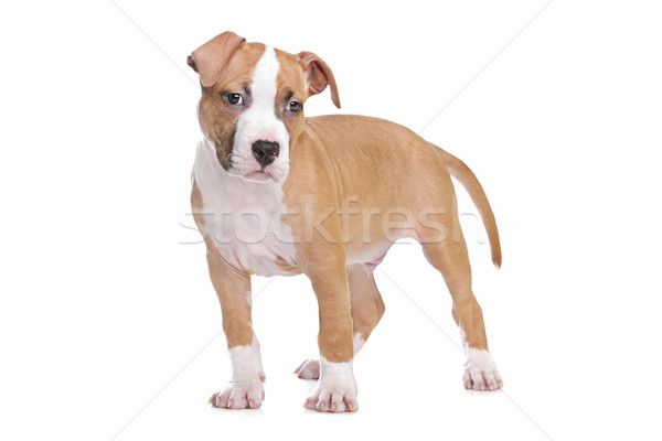 Staffordshire terrier kutyakölyök kutyakölyök fehér kutya háttér Stock fotó © eriklam