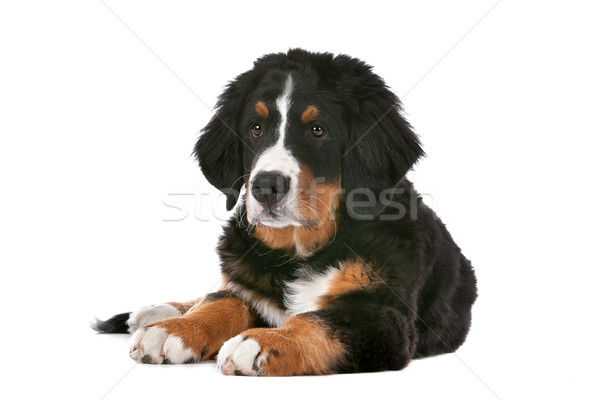 Bernese Mountain Dog puppy Stock photo © eriklam
