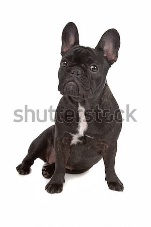 French Bulldog Stock photo © eriklam