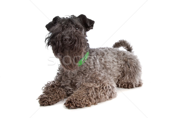 白 狗 kerry blue terrier in front of a white background