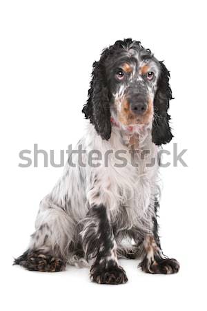 English Cocker Spaniel Stock photo © eriklam