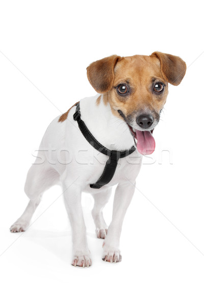 Jack Russel Terrier Stock photo © eriklam
