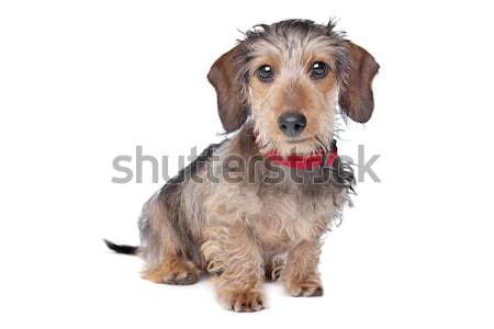 [[stock_photo]]: Teckel · blanche · studio · animal · isolé · une