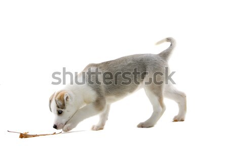 golden retriever dog Stock photo © eriklam