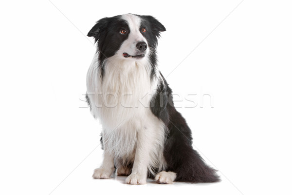 Border collie isolato bianco cane confine Foto d'archivio © eriklam