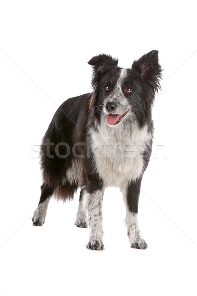 border collie sheepdog Stock photo © eriklam