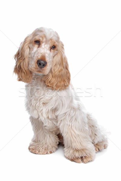 Inglés perro animales marrón mamífero nacional Foto stock © eriklam