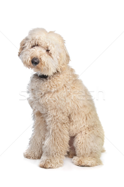 Australiano cão fundo animal mamífero Foto stock © eriklam