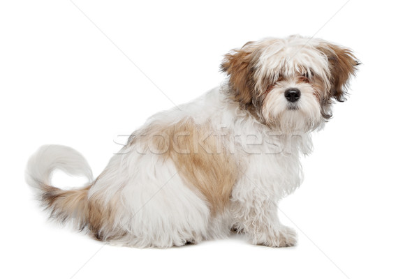 boomer dog Stock photo © eriklam