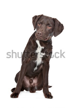 Labrador,Munsterlander Stock photo © eriklam