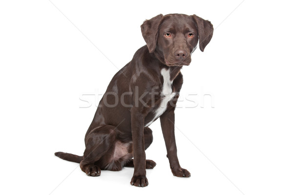 Labrador,Munsterlander Stock photo © eriklam