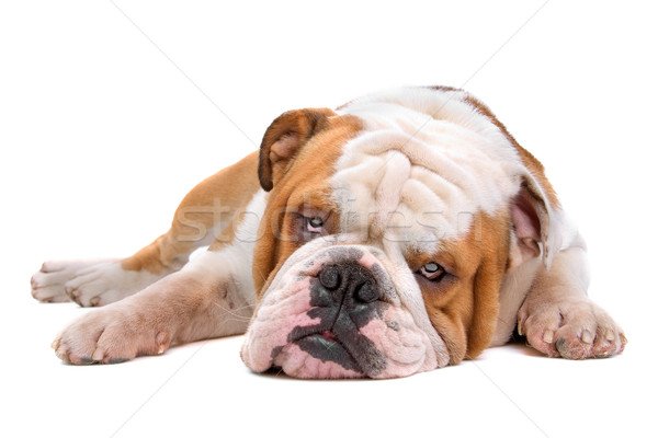Englisch Bulldogge Vorderseite Ansicht isoliert Stock foto © eriklam