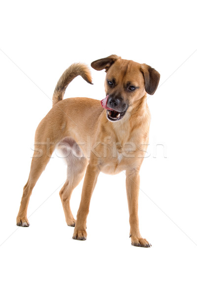 Сток-фото: смешанный · собака · глядя · сердиться · изолированный