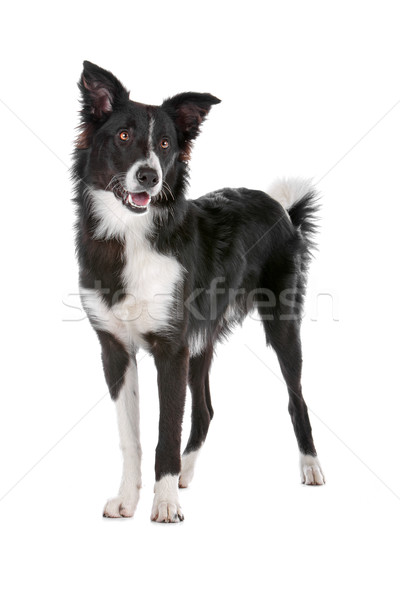 border collie sheepdog Stock photo © eriklam