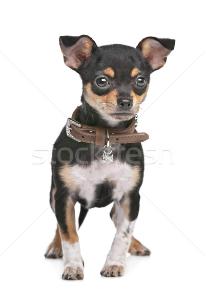 Black and Tan Chihuahua Stock photo © eriklam