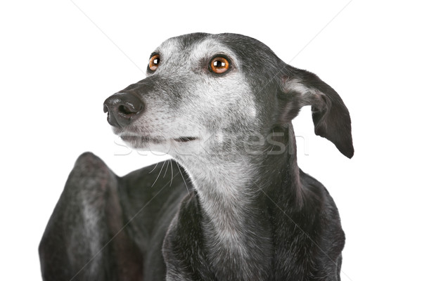 Stock photo: Old greyhound