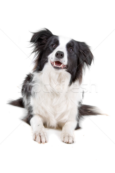 Siyah beyaz border collie köpek zemin yalıtılmış beyaz Stok fotoğraf © eriklam