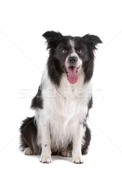 Stock foto: Border · Collie · Schäferhund · isoliert · weiß · Hund · Grenze