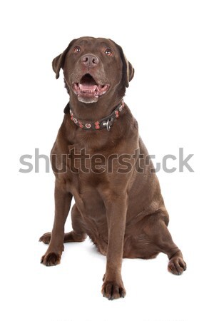 Chocolate Labrador retriever dog Stock photo © eriklam