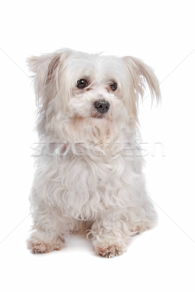 混合した 犬 白 クロス 白地 ストックフォト © eriklam
