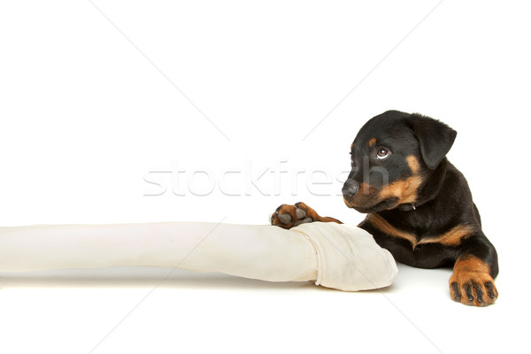 羅威 小狗 巨大 白 骨 狗 商業照片 © eriklam