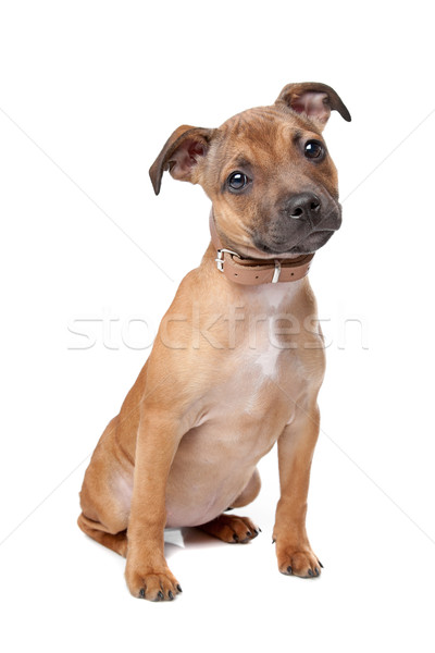 Staffordshire Bull Terrier puppy Stock photo © eriklam
