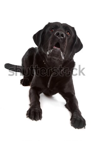 ストックフォト: 黒 · ラブラドル·レトリーバー犬 · 犬 · かわいい · 孤立した · 白
