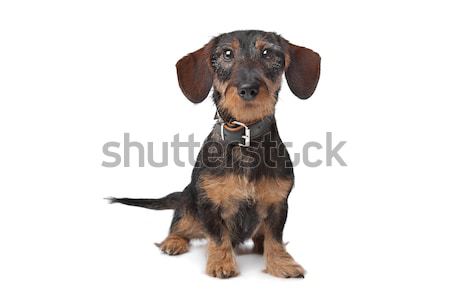 Dachshund Stock photo © eriklam