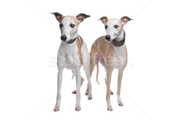 Foto stock: Dos · perro · estudio · mamífero · canino