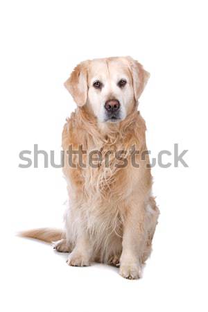 Labrador retriever Stock photo © eriklam