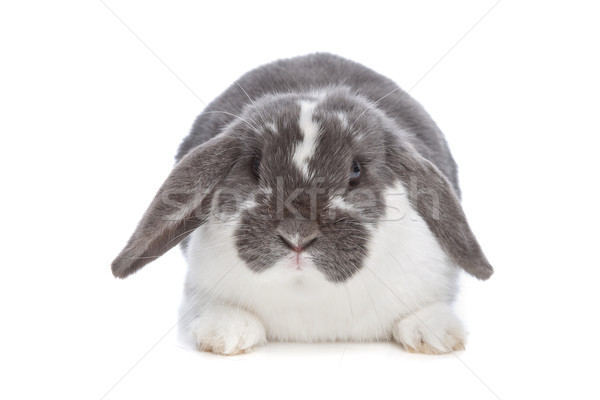 Konijn witte bunny dier huisdier bont Stockfoto © eriklam