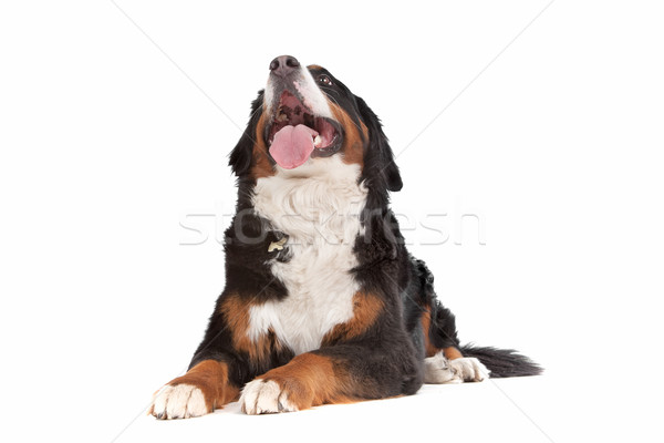 Berneński pies pasterski biały psa zwierząt ssak Zdjęcia stock © eriklam