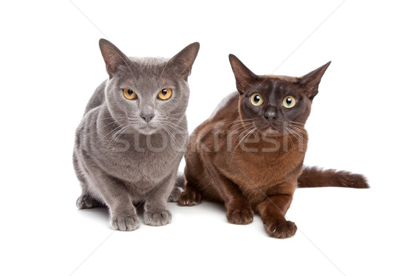 Stock photo: two Burmese cats