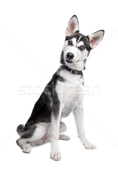 Vegyes fajta kutya amerikai indián husky kutyakölyök Stock fotó © eriklam