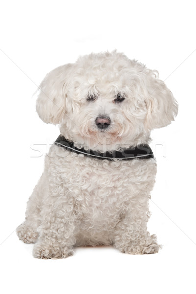 Maltese dog Stock photo © eriklam