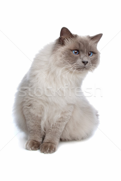 Burmese cat Stock photo © eriklam