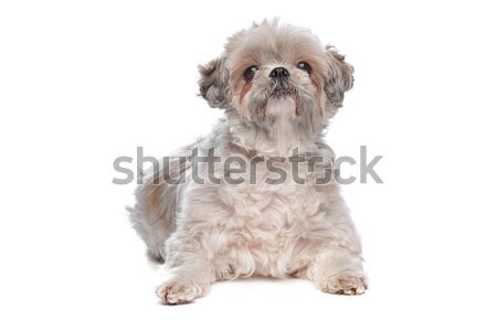 Shih Tzu Stock photo © eriklam