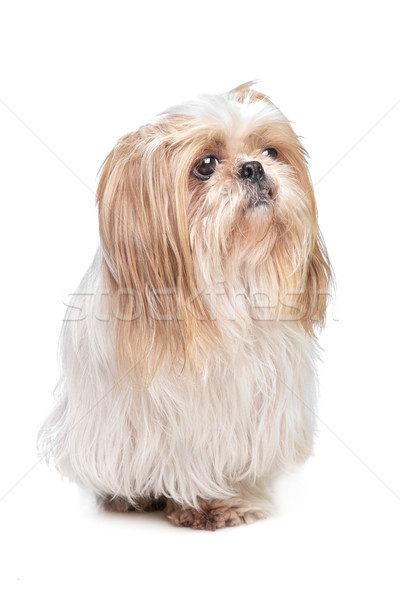 long haired small dog Stock photo © eriklam