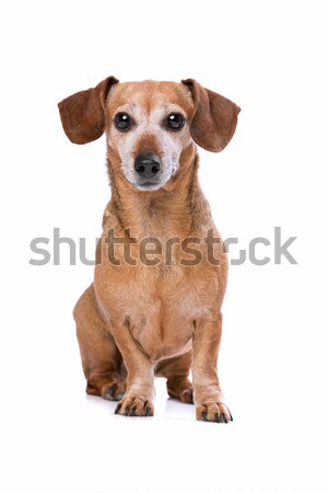 Foto stock: Bassê · olhando · câmera · branco · cão · sessão