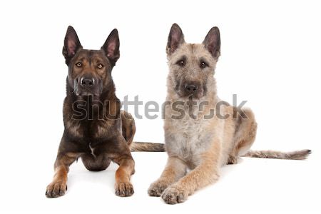 German Shepherd puppy and a boomer mixed breed dog Stock photo © eriklam