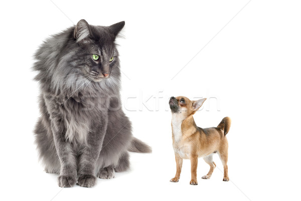 Norwegian Forest Cat and a Chihuahua dog Stock photo © eriklam
