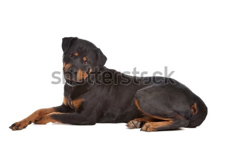 Stock fotó: Rottweiler · fehér · baba · fekete · stúdió · barát