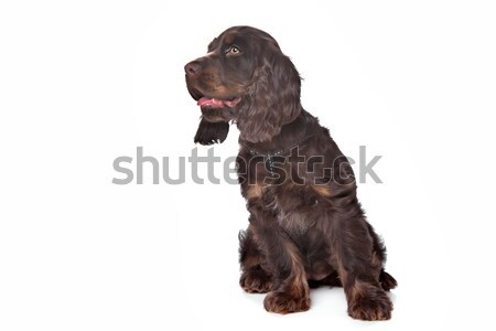 Englisch Hund Schokolade Hintergrund weiß weißem Hintergrund Stock foto © eriklam